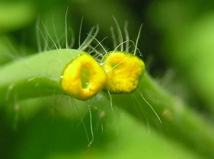 herb celandine to remove papillomas on the neck